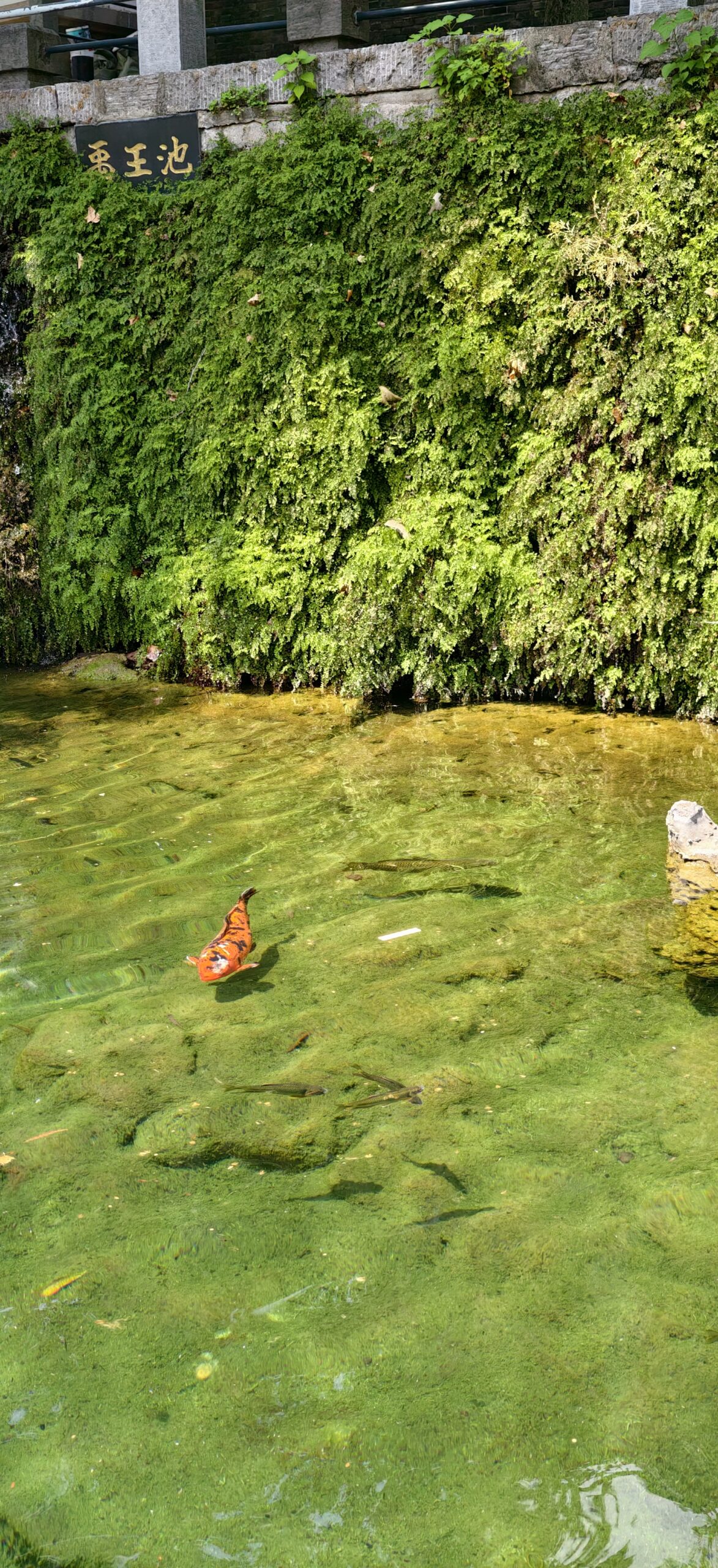 禹王池水清可见底，锦鲤在苔石之间缓缓游动